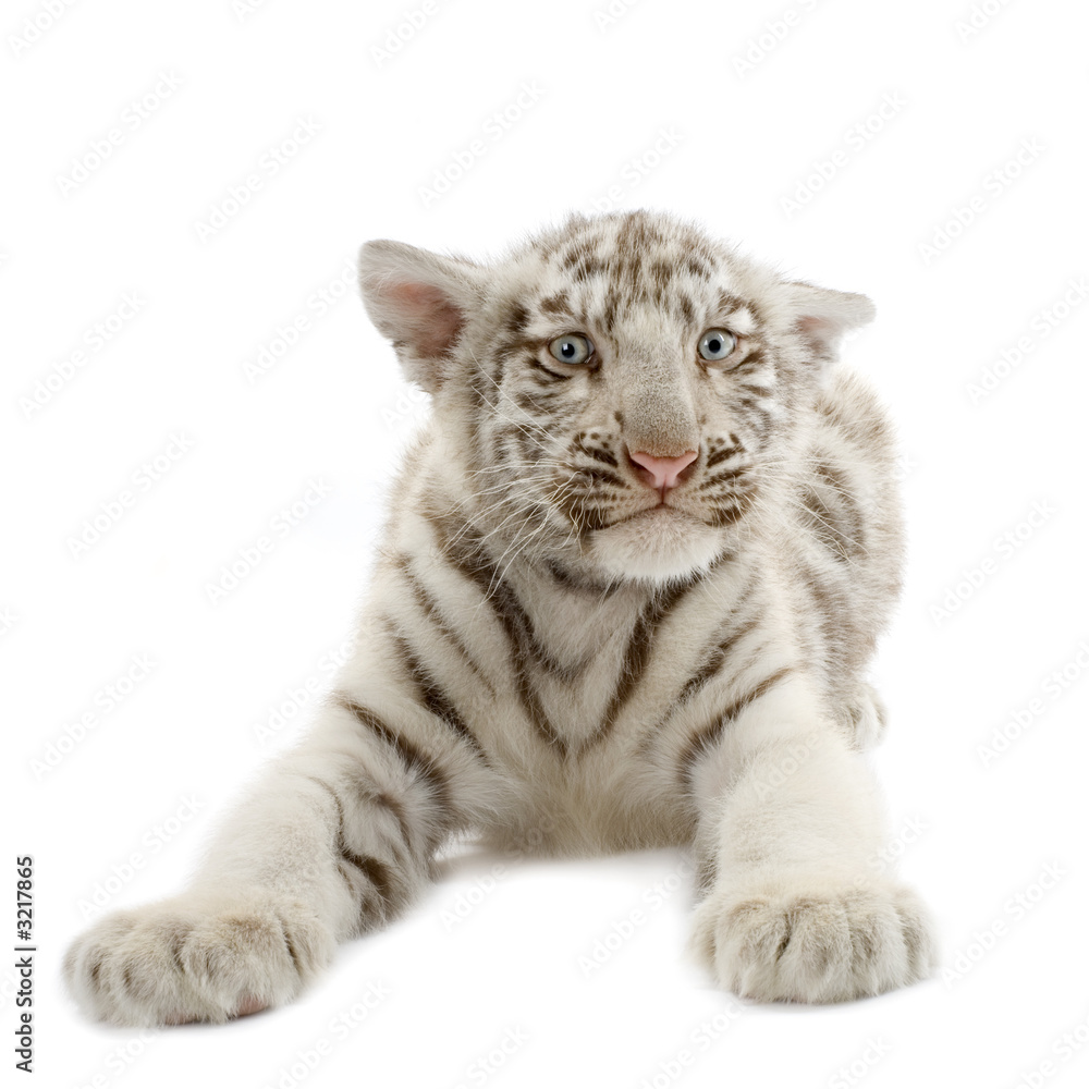 Obraz premium tigre blanc de 3 semaines