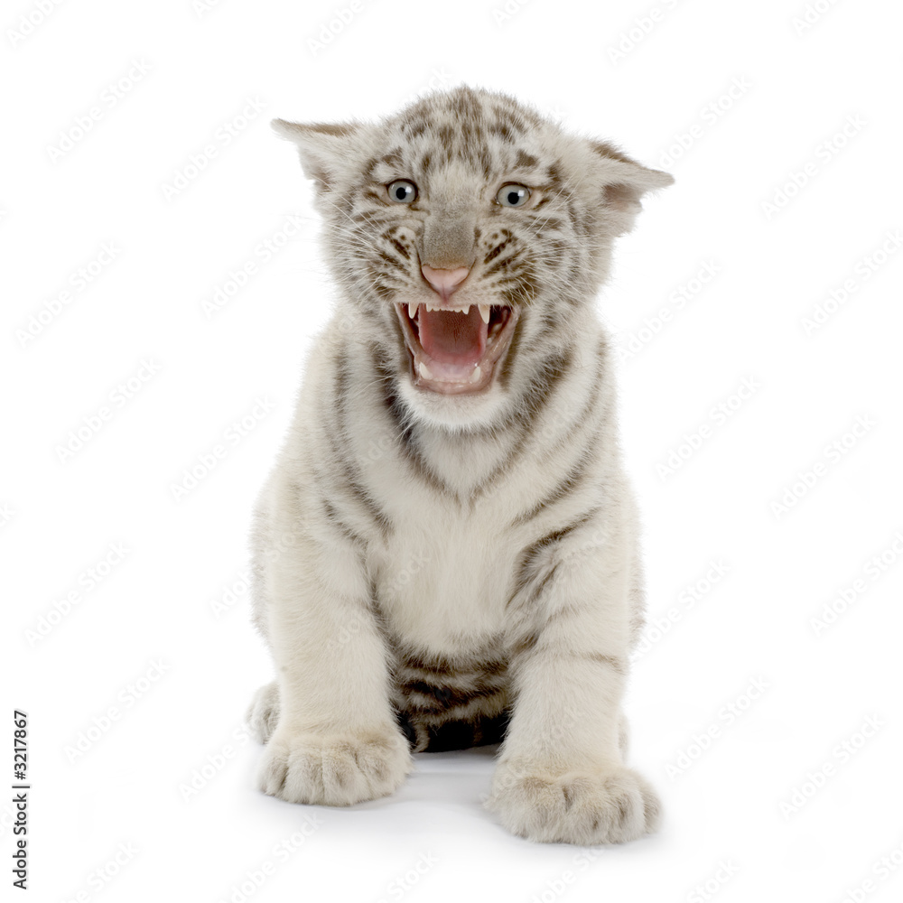 Fototapeta premium tigre blanc de 3 semaines