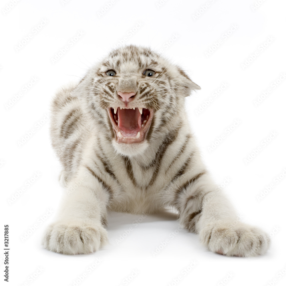Obraz premium tigre blanc de 3 semaines