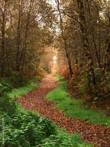 woodland walk