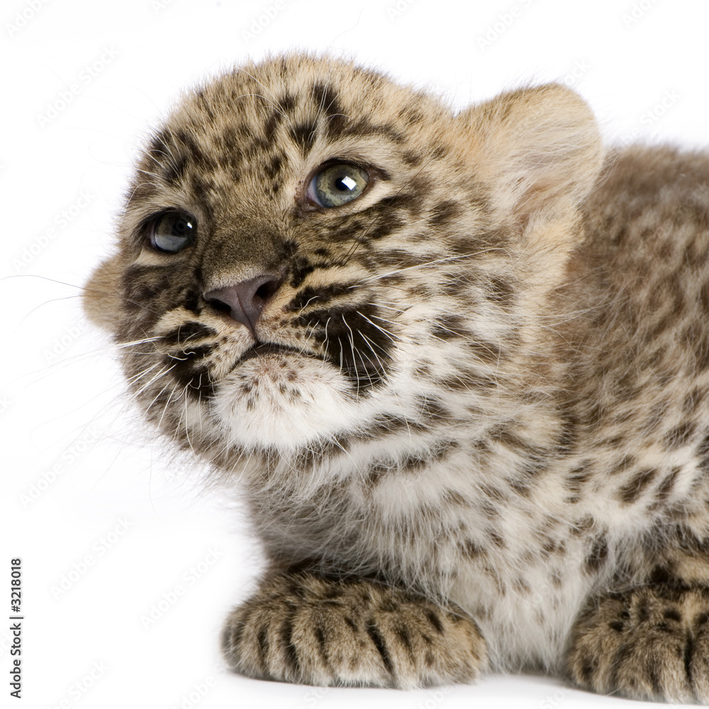 jeune panthère de perse