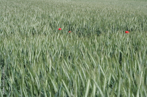 Photos wheat background