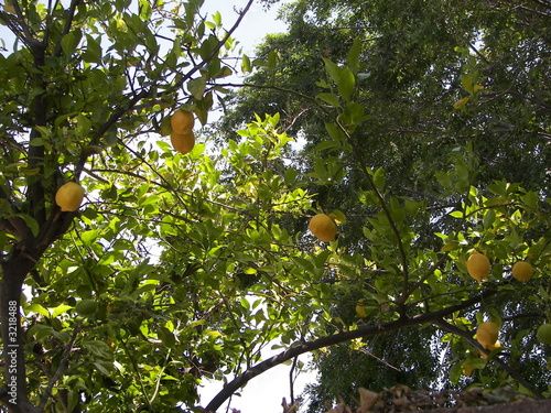 lemon tree