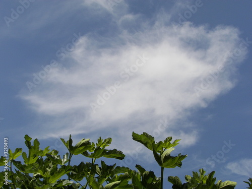 above the tree tops