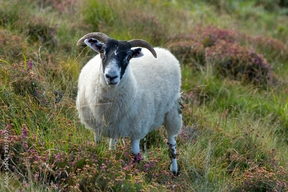 Fototapeta premium sheep, lamb