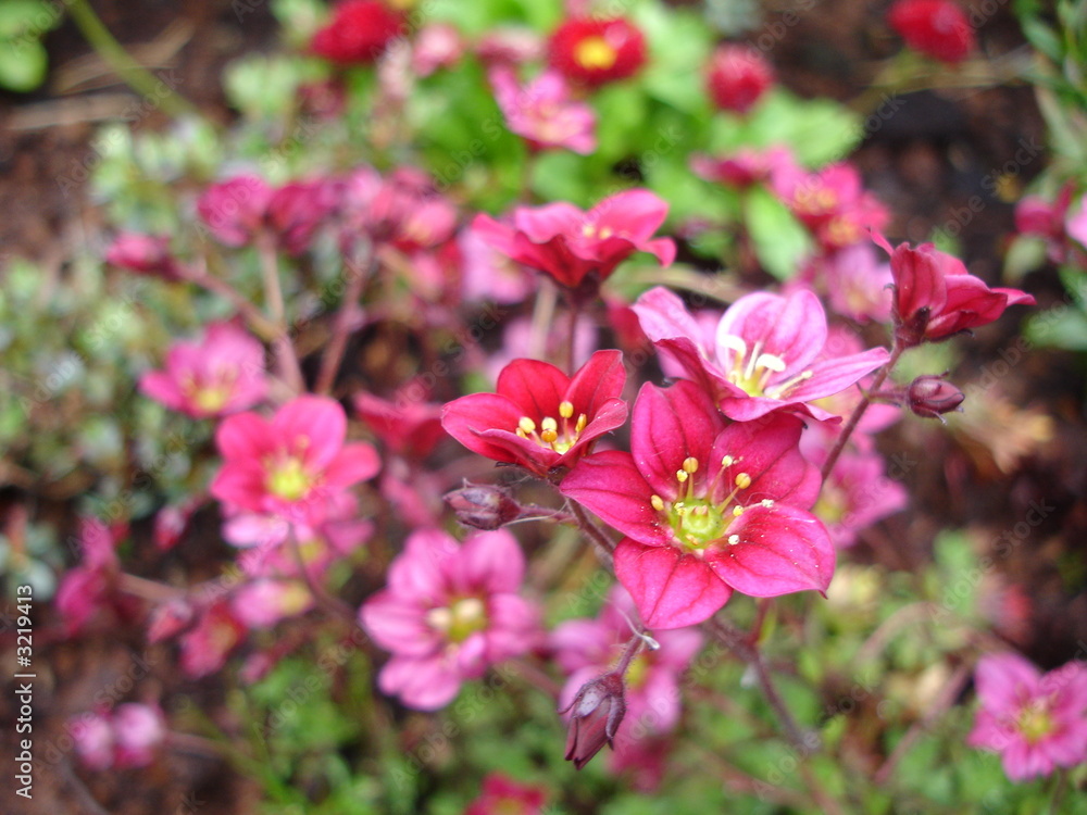 red flowes red flowes