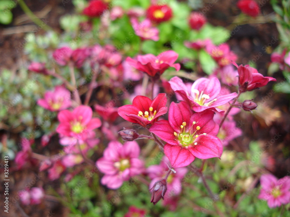 red flowes