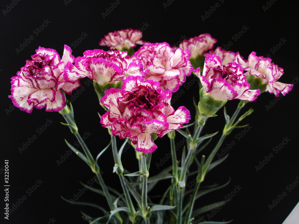 purple and cream carnations purple and cream carnations