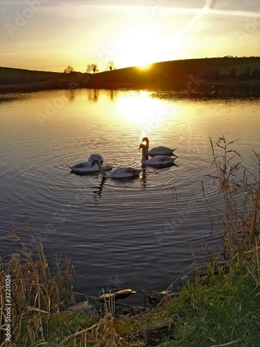 swans in the sunset © Martin Heaney