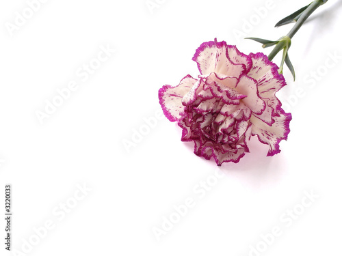 purple and white carnation