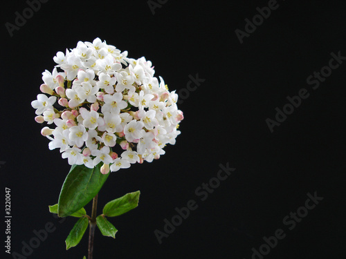 viburnum burkwoodii