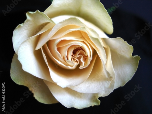 cream rose