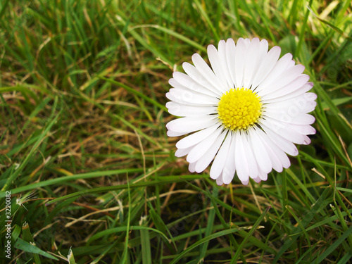 single daisy