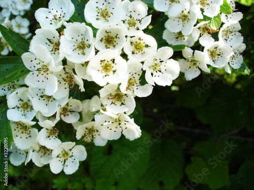 white flowers of the hawthorne bush