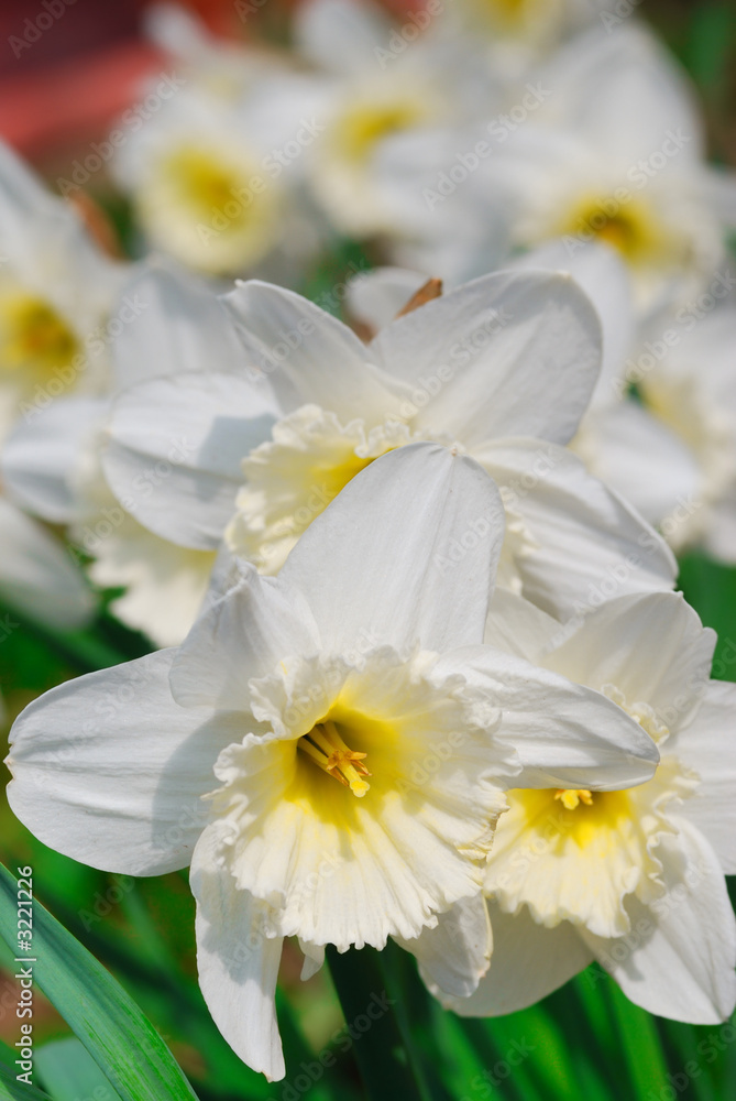 white lilies white lilies