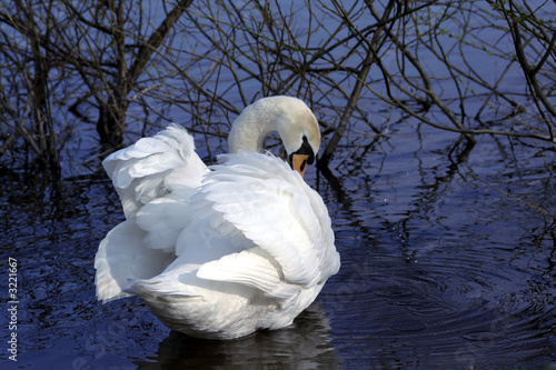 swan photo