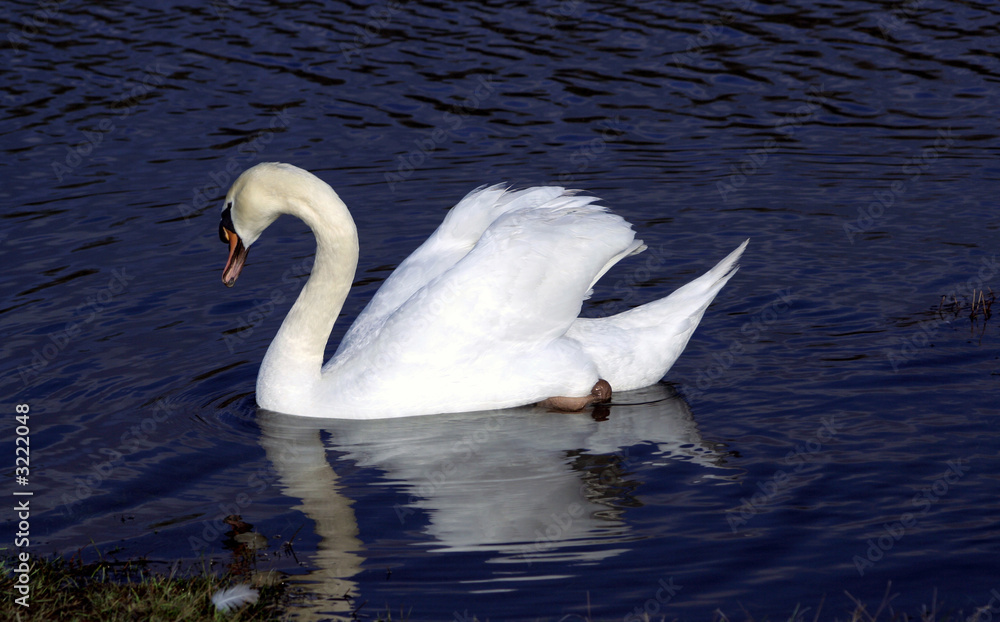 Fototapeta premium swan
