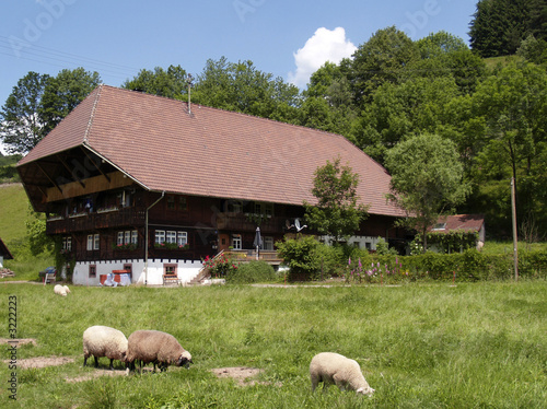 schwarzwald photo