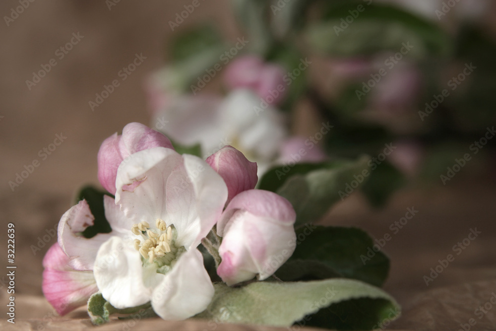 apple-tree flowers apple-tree flowers