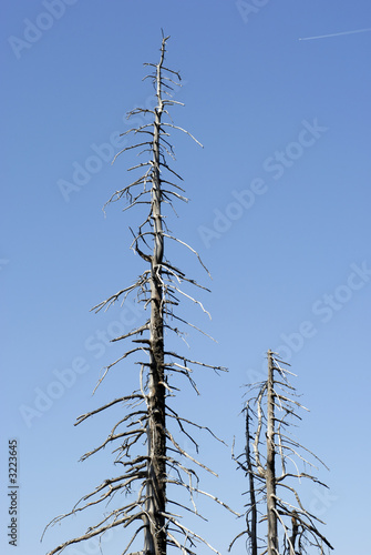 dead trees in big spruce forest #2