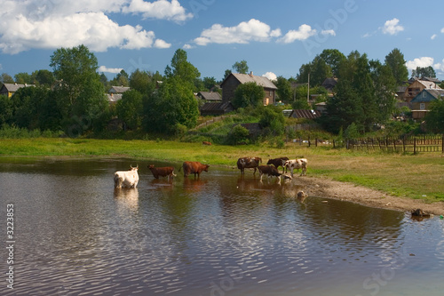 cows on a watering place © Podfoto