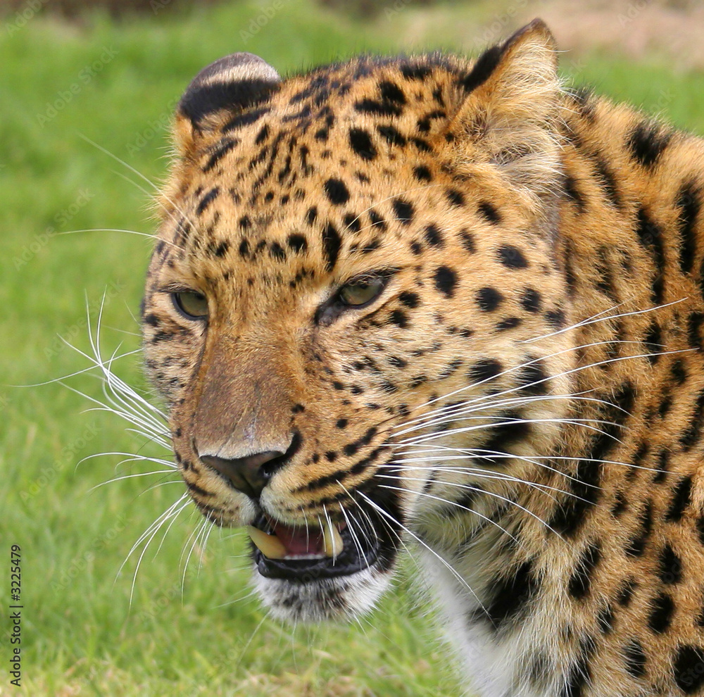 Obraz premium amur leopard