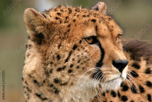 cheetah
