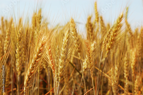wheat © Tein