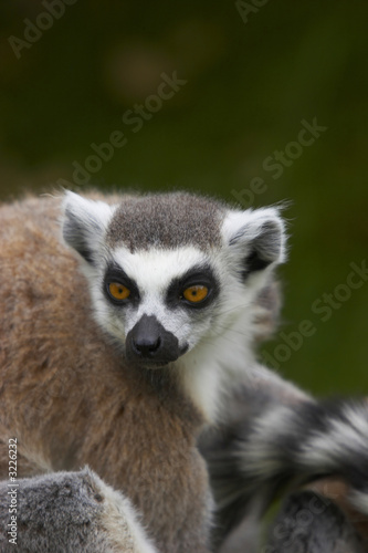 ringed-tailed lemur