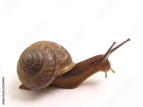 the snail creeps