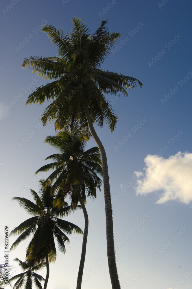 palm trees