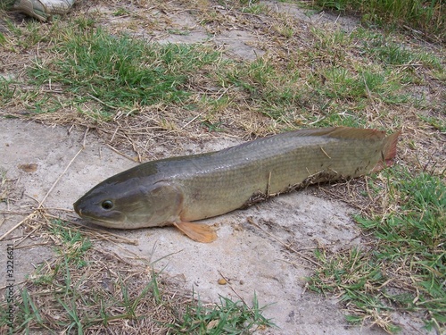 mudfish full body view photo