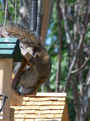 hungry sqirrel photo