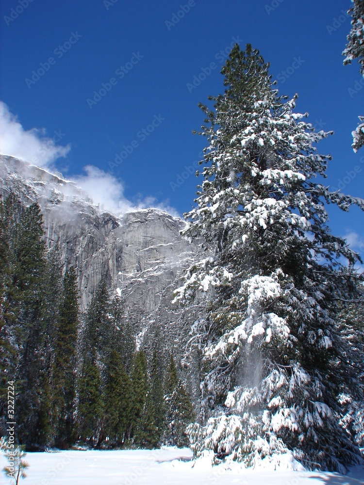 Snow covered fern with mountain backdrop in Yosemite
