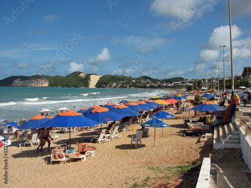 natal beech