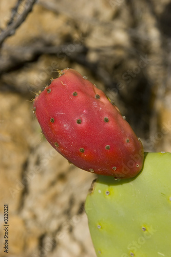  Prickly pear Cactus photo