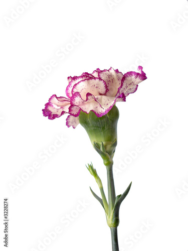 purple and cream carnation