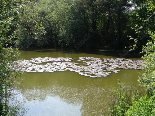lily pads in a lake