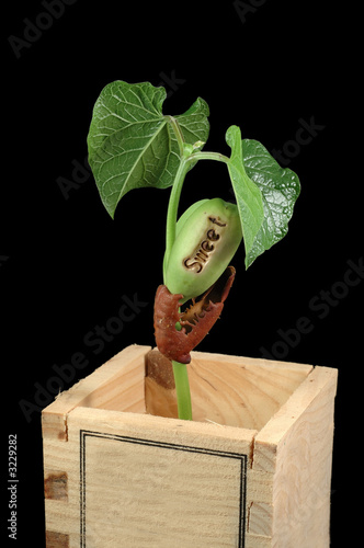 growing bean photo