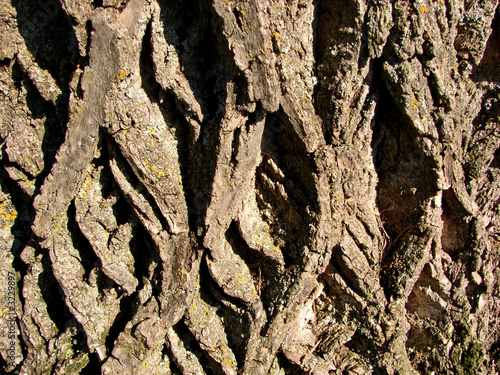 patterned bark photo