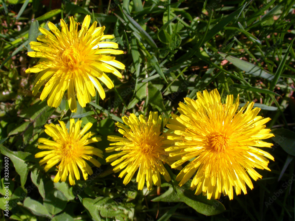 dandelions 1 dandelions 1