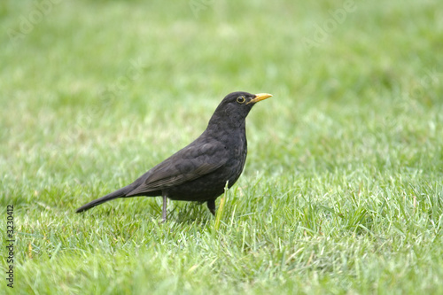 adult male blackbird © Olga D. van de Veer