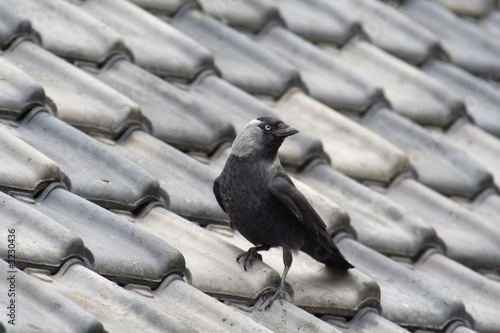jackdaw on roof