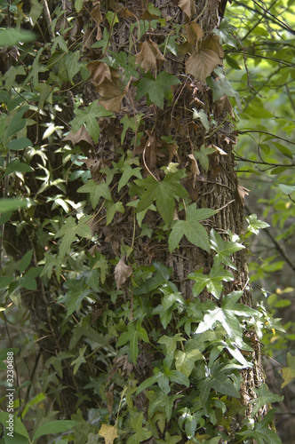 green ivy on tree