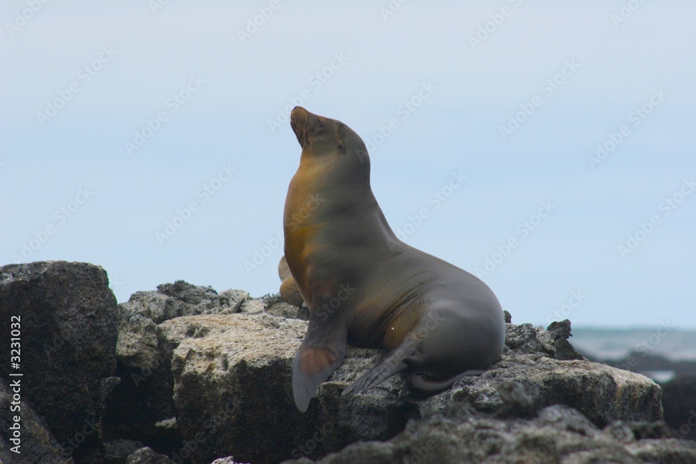 Obraz premium sea lion
