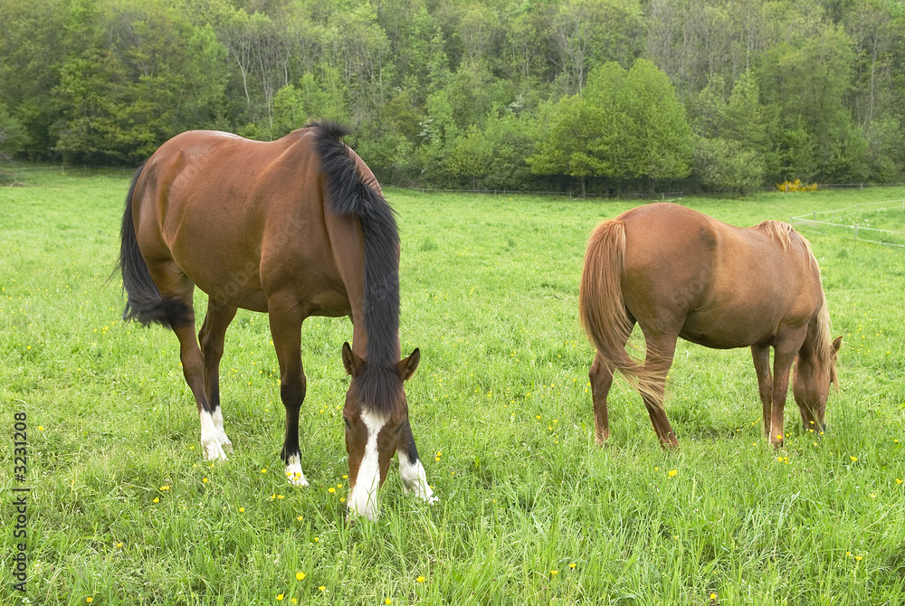 chevaux 5