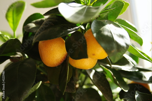 calamondin