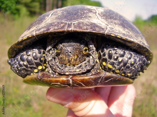 turtle in hand photo