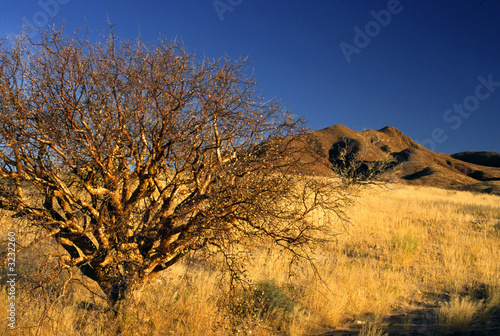 namibia © franco lucato