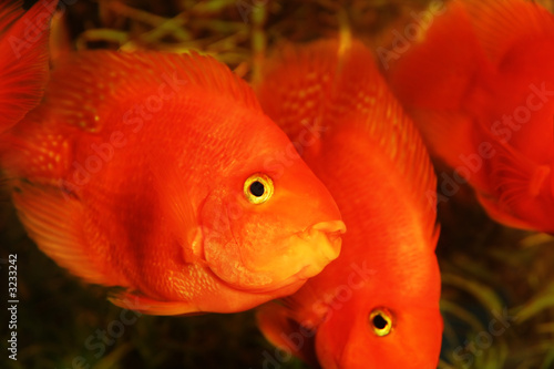 gold fishes aquarium